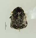 Vetch Bruchid - photo 3