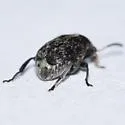 Vetch Bruchid - photo 4
