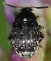 Vetch Bruchid - photo 5