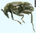 Pea Weevil - photo 2