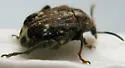 Pea Weevil - photo 3
