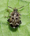 Pea Weevil - photo 4