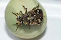 Pea Weevil - photo 5