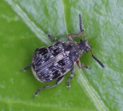 Bruchus rufimanus