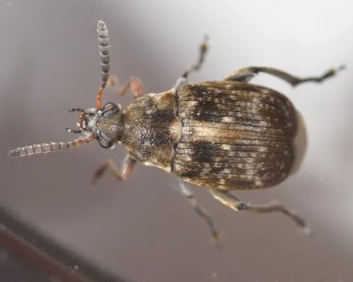 Bruchus rufimanus - photo 2