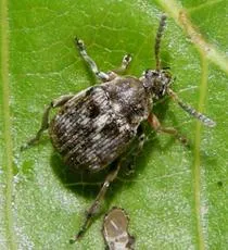 Bruchus rufimanus - photo 3