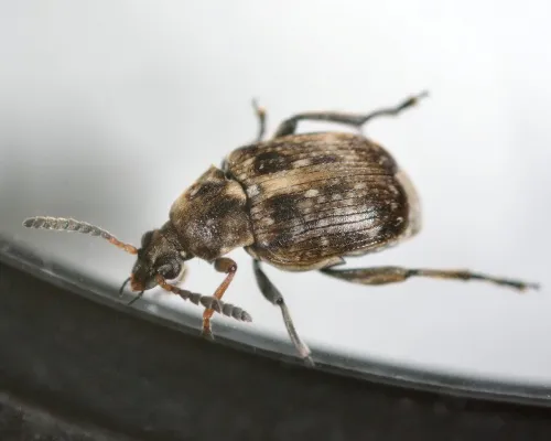 Bruchus rufimanus - photo 4