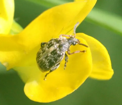 Bruchus rufimanus - photo 5