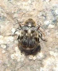 Bruchus rufimanus - photo 6