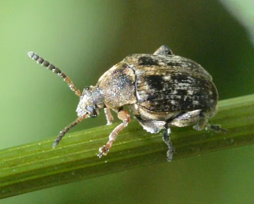 Bruchus rufimanus - photo 7
