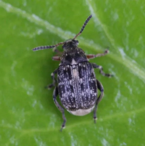 Bruchus rufimanus - photo 8