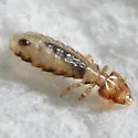 Brueelia brunneinucha