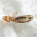 Brueelia brunneinucha - photo 2