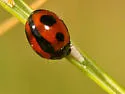 Brumoides septentrionis