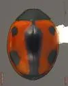 Brumoides septentrionis - photo 2