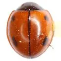 Brumoides septentrionis - photo 3
