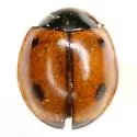 Brumoides septentrionis - photo 4