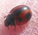 Brumoides septentrionis - photo 5