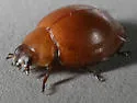 Pine Lady Beetle