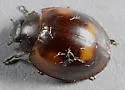 Pine Lady Beetle - photo 2