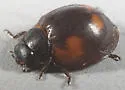 Pine Lady Beetle - photo 3