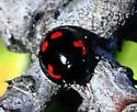 Pine Lady Beetle - photo 4