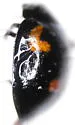 Pine Lady Beetle - photo 5