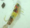 Bourreria Leafhopper