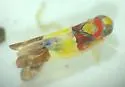 Bourreria Leafhopper - photo 2
