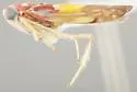 Bourreria Leafhopper - photo 3