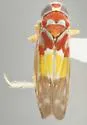 Bourreria Leafhopper - photo 4