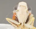 Bourreria Leafhopper - photo 5