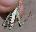 Bruner Slant-faced Grasshopper - photo 2