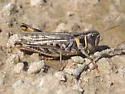 Bruner Slant-faced Grasshopper - photo 3