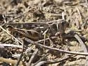 Bruner Slant-faced Grasshopper - photo 4