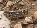 Bruner Slant-faced Grasshopper - photo 5