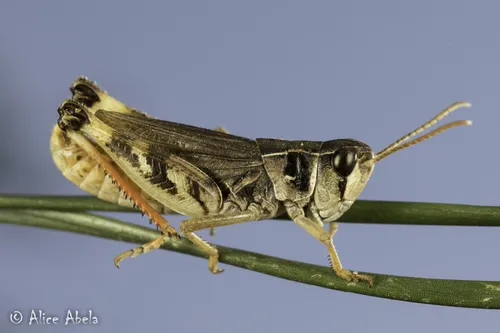 Shasta Slant-faced Grasshopper