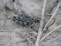 Yukon Slant-faced Grasshopper