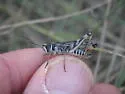 Yukon Slant-faced Grasshopper - photo 2