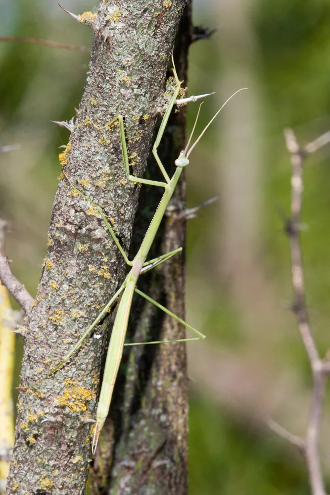Brunner's Mantis