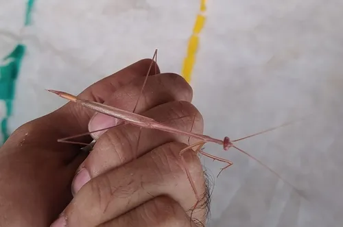 Brazilian Stick Mantis