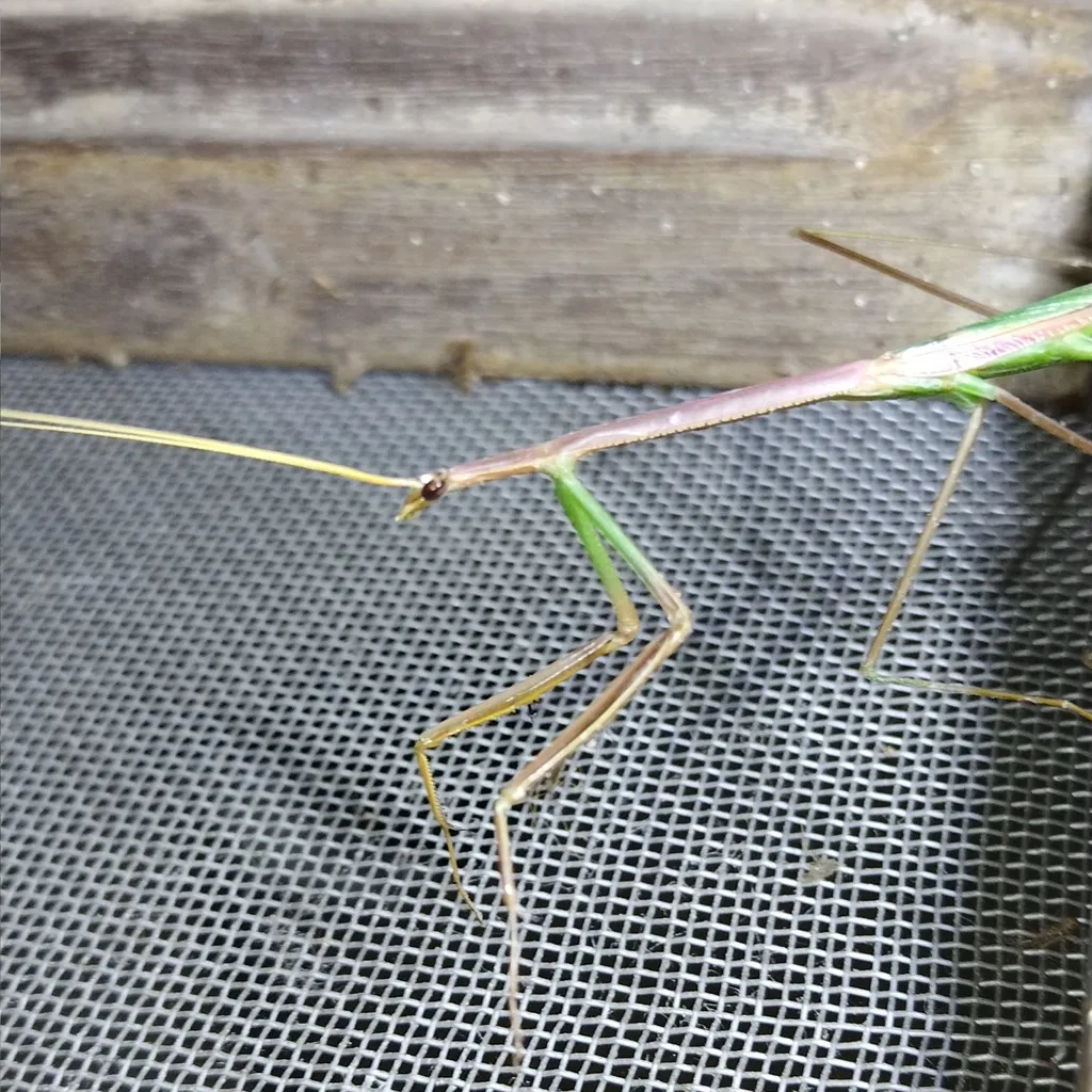 Brunneria longa - photo 2