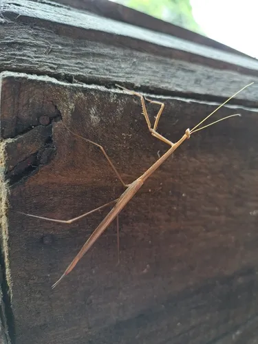 Brunneria orinocensis