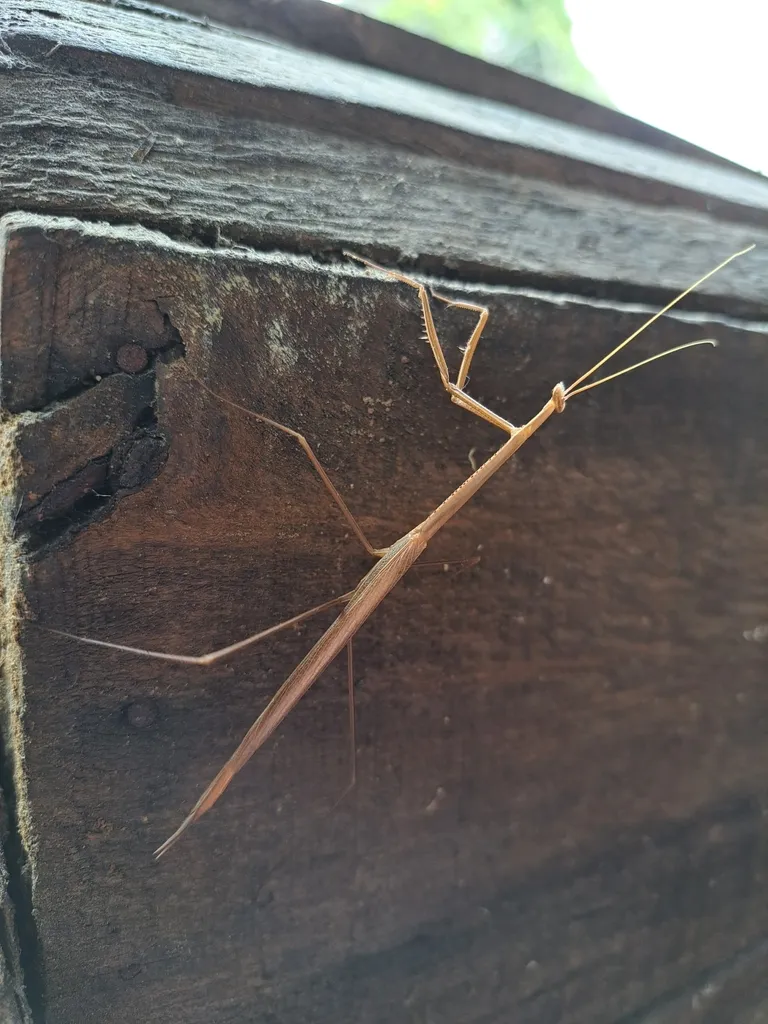 Brunneria orinocensis - photo 2