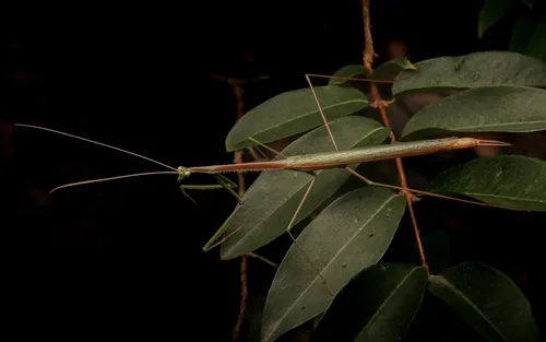 Brunneria prominens