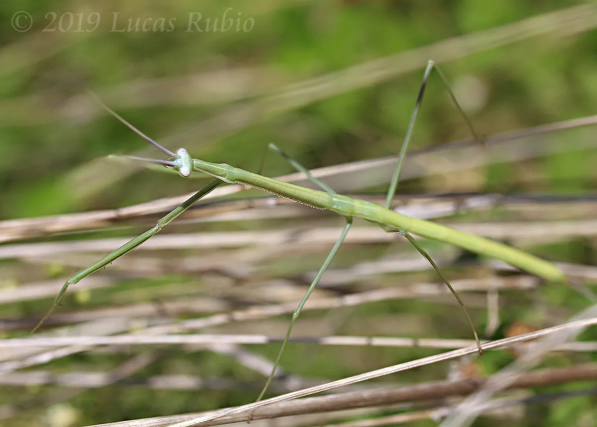 Small-winged Stick Mantis
