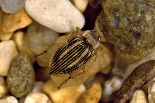 Brychius elevatus