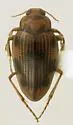 Brychius pacificus