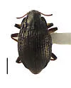 Bryelmis idahoensis