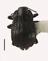 Bryelmis idahoensis - photo 2